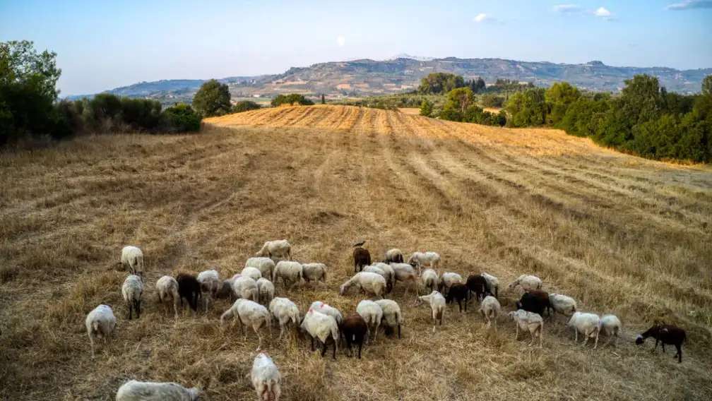 Σε κατάσταση συναγερμού η Αλβανία για τα κρούσματα πανώλης στην Ελλάδα