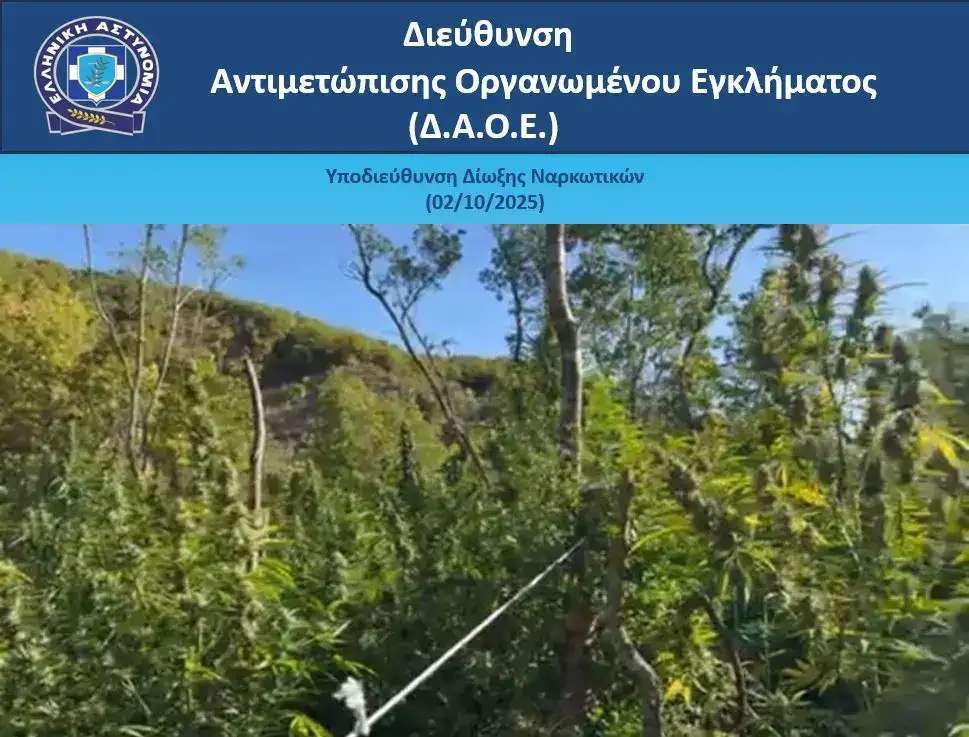 Η ΕΛ.ΑΣ. εντόπισε μεγάλη χασισοφυτεία μεταξύ Κοσσοβίτσας και Αγίας Μαρίνας Πωγωνίου (Βίντεο)  